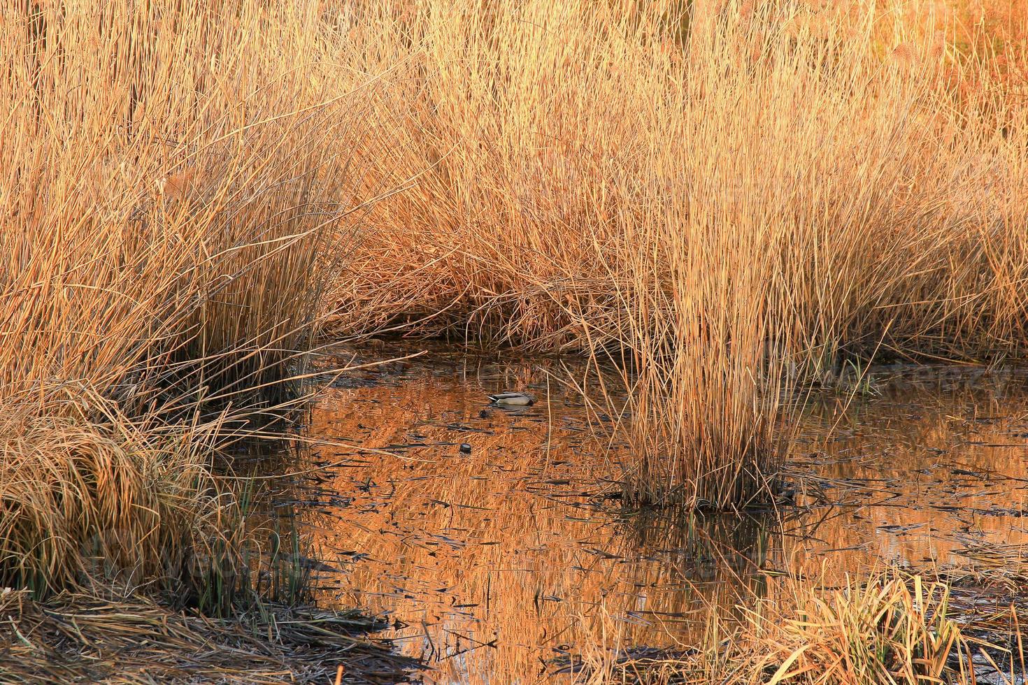 pair of mallards on the water in a swamp in autumn time photo