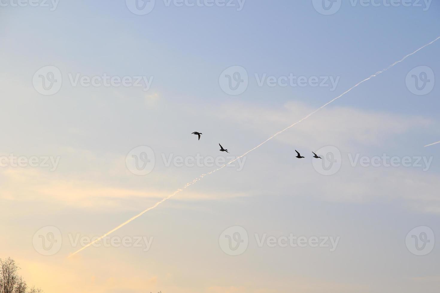 flying ducks against an evening landscape photo