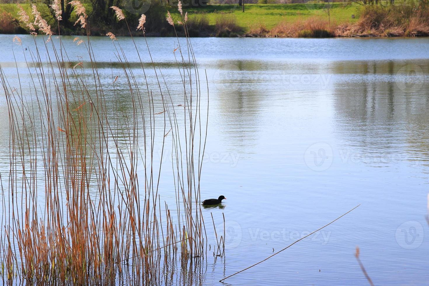 portrait of a coot duck Fulica atra bird swimming on Danube river photo
