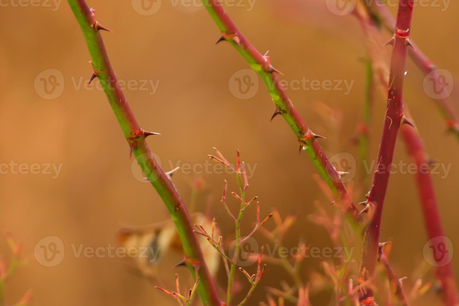 thorny dog rose branches. Green wild rose branch with many little and big sharp and poitny orange thorns photo