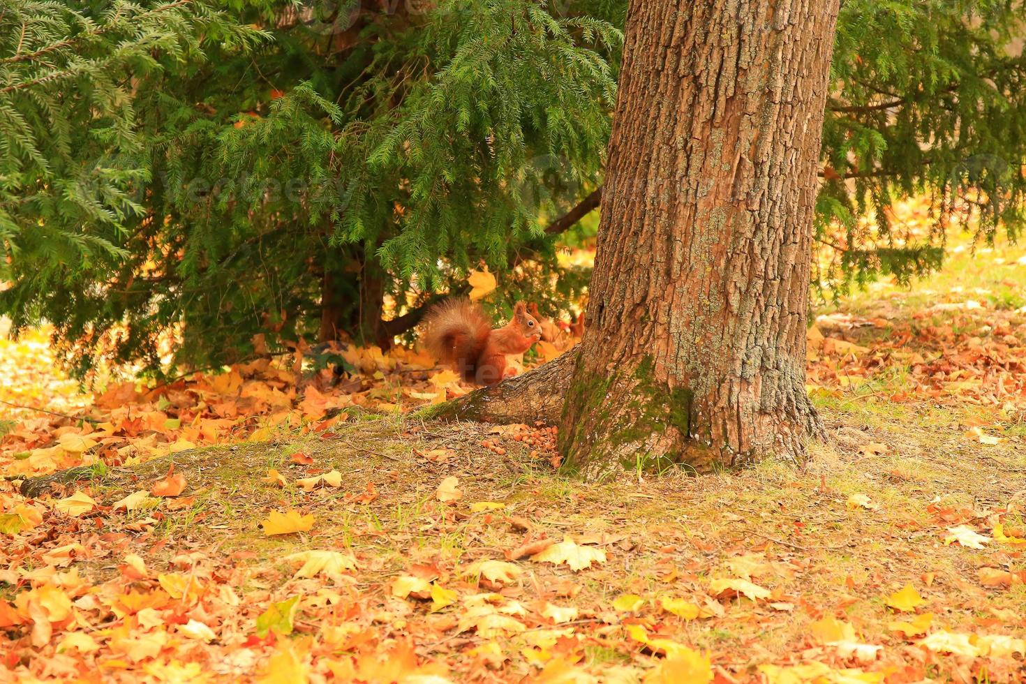 Portrait of Eurasian red squirrel climbing on tree and eating acorn photo