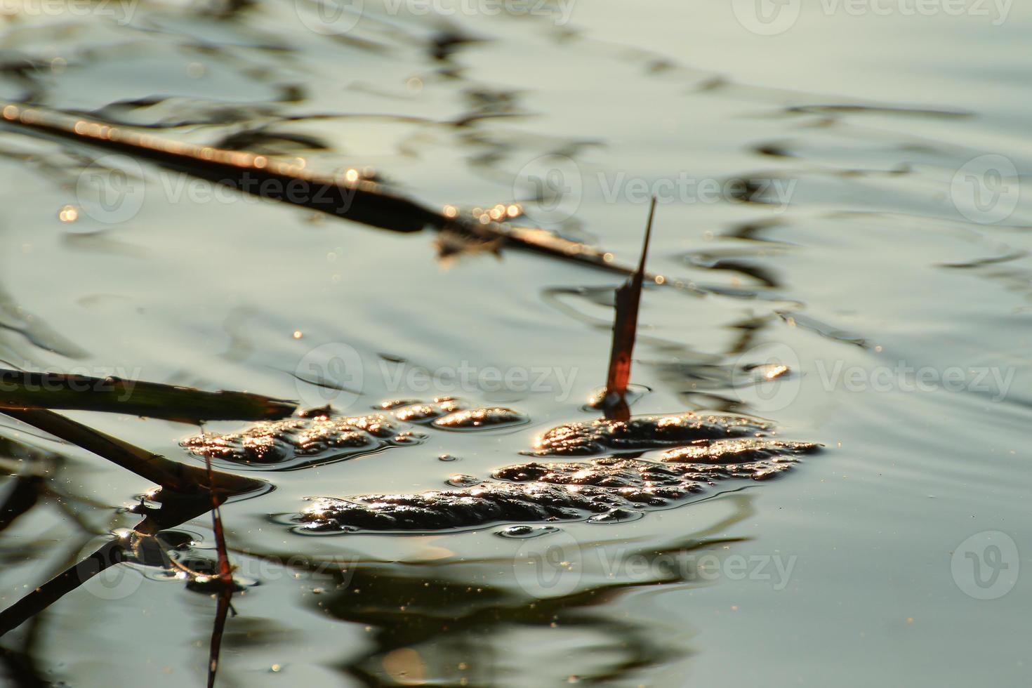 Swamp vegetation at golden hour sunset photo