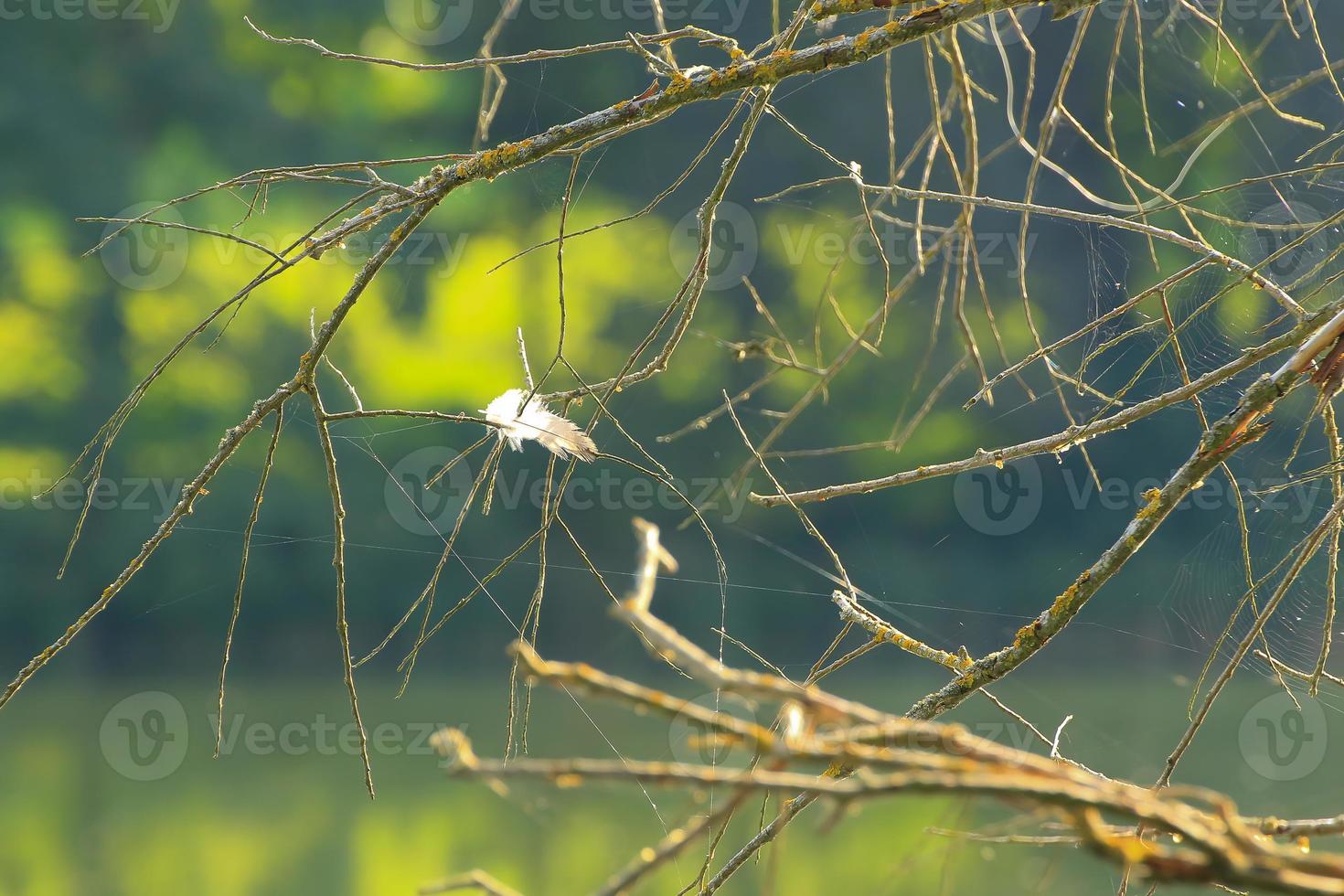 bird feather stuck into tree branches photo