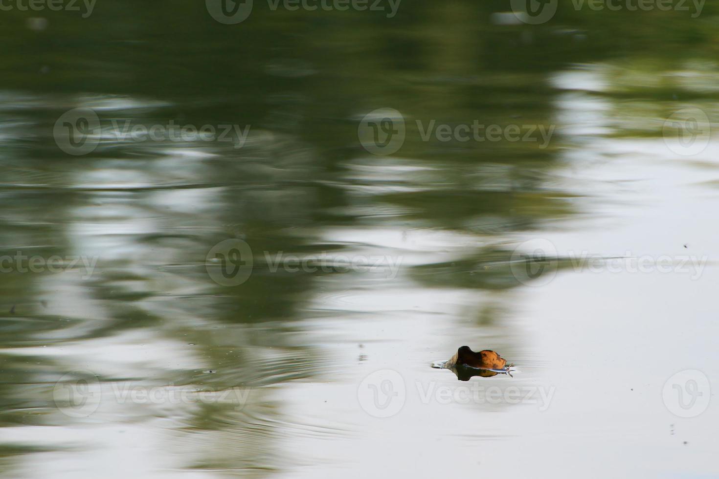 yellow leaf floating on water near the river stream photo