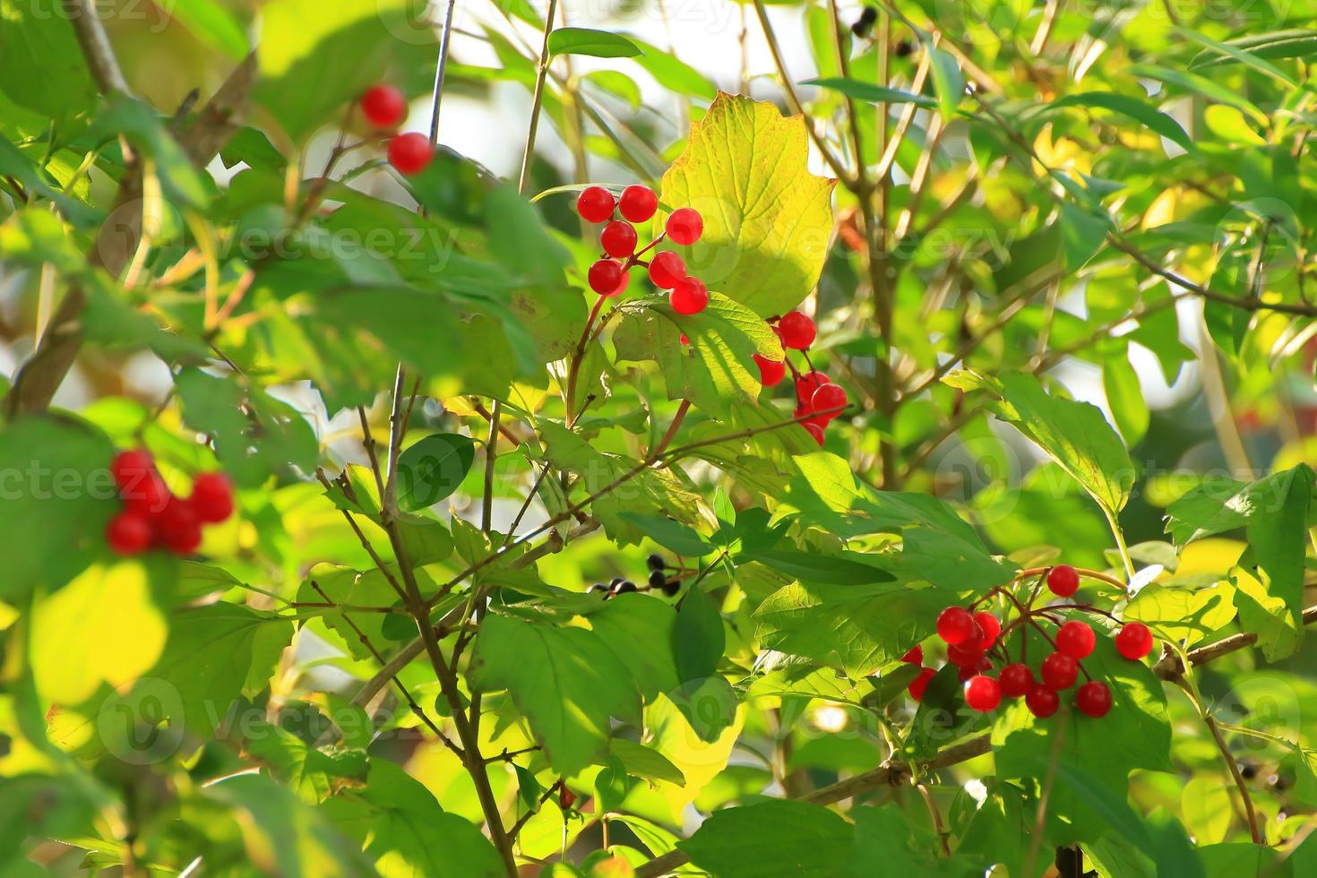 wild berries in the forest near the river photo