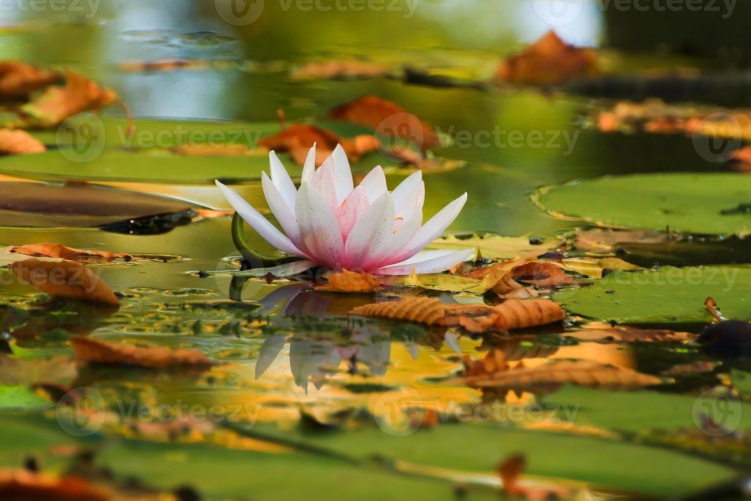 Picturesque leaves of water lilies and colorful maple leaves on water in pond, autumn season, autumn background photo