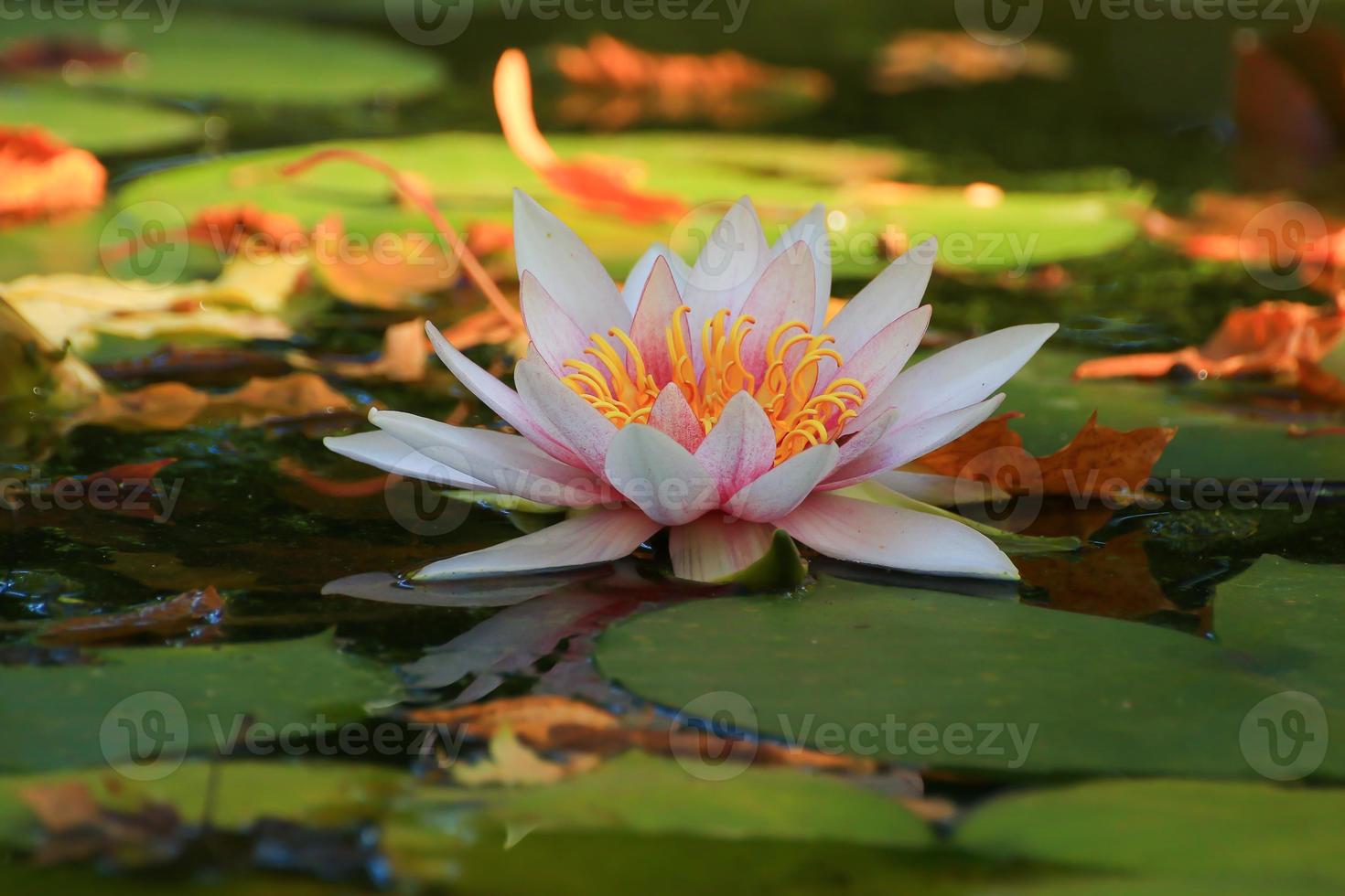 Picturesque leaves of water lilies and colorful maple leaves on water in pond, autumn season, autumn background photo