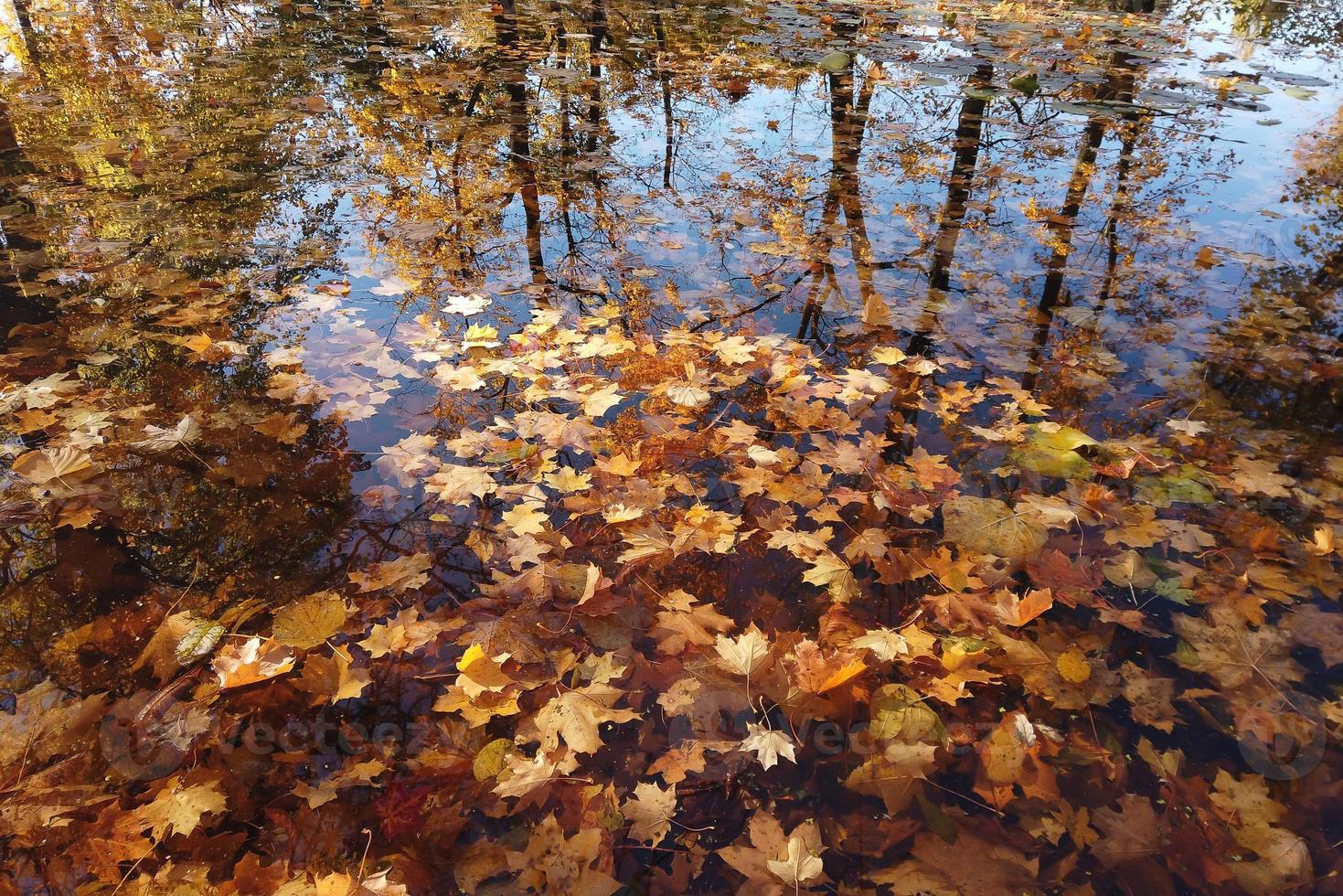 October Atumn Maple Leaf floating on water photo