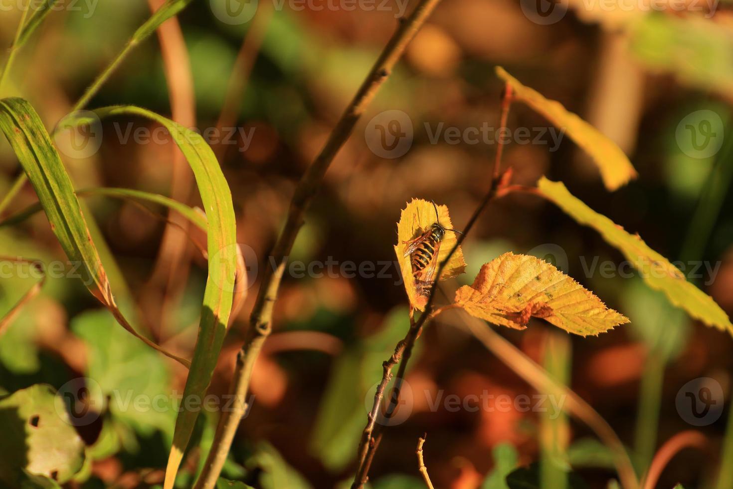 árboles de otoño y hojas con follaje colorido en el parque. foto