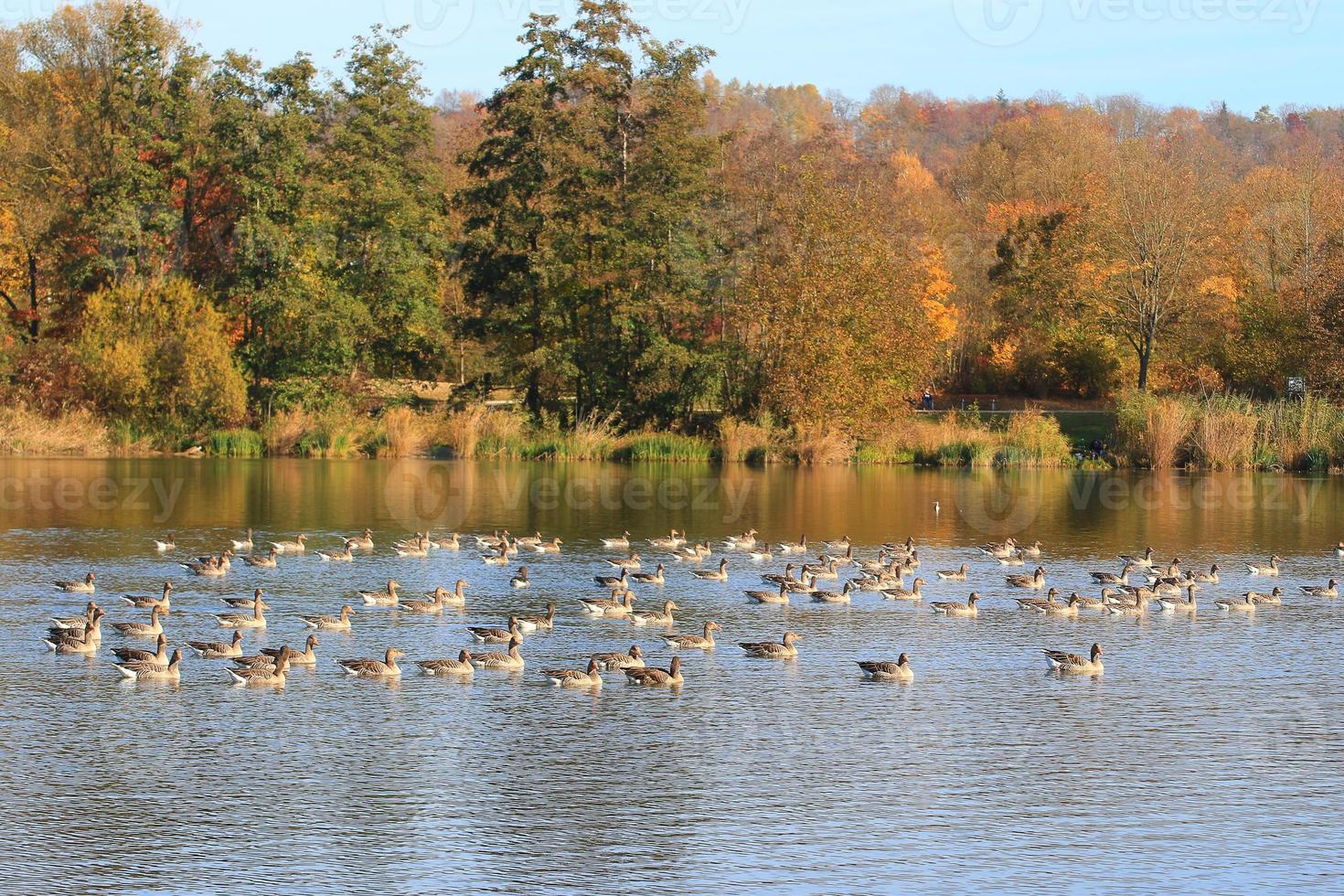 wild ducks on the lake near danube river in Germany photo