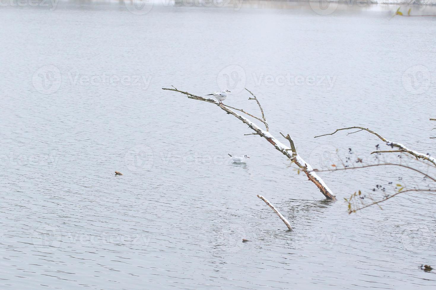 Heerman's Gull Native Sea Bird on a lake near Danube river in Regensburg, Germany photo