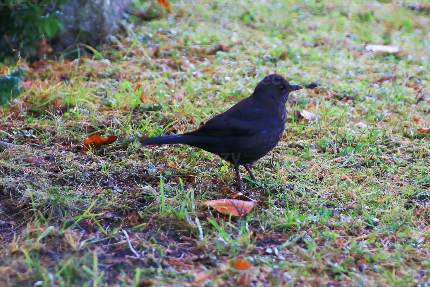 un mirlo macho turdus merula buscando comida en el suelo foto