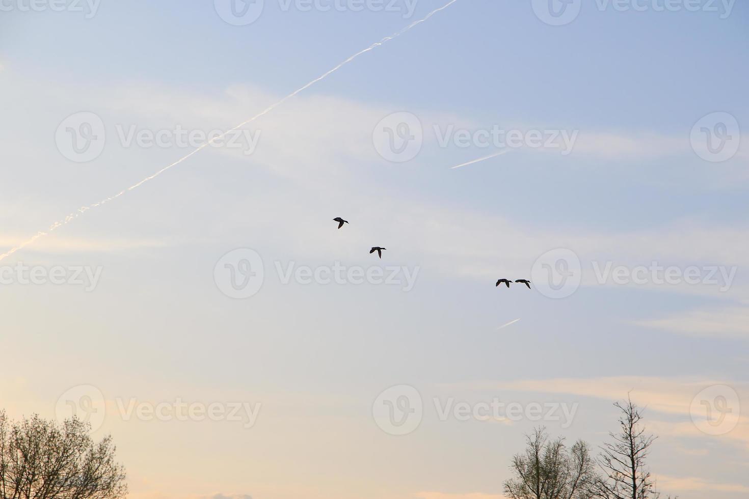 flying ducks against an evening landscape photo