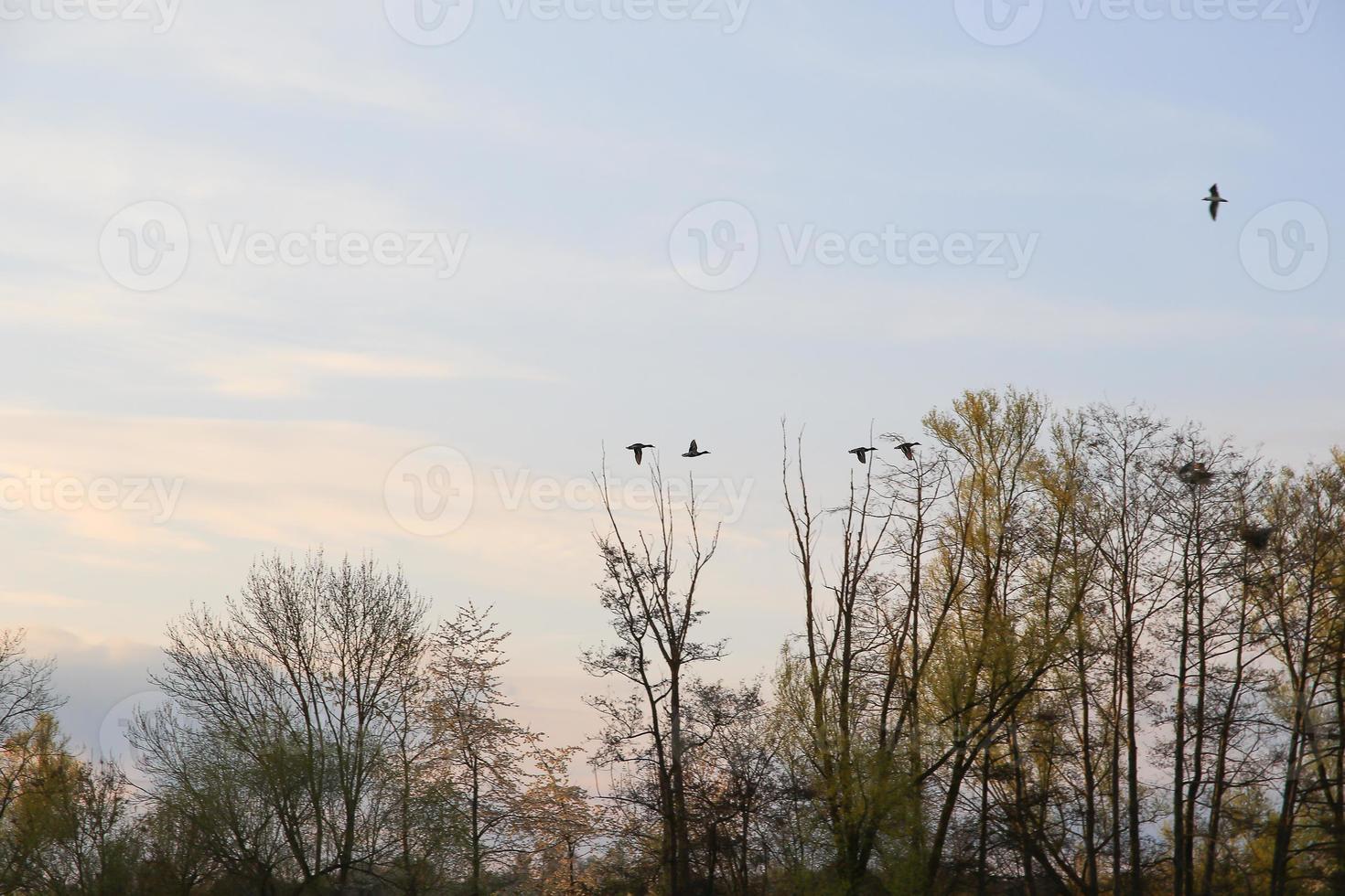 flying ducks against an evening landscape photo