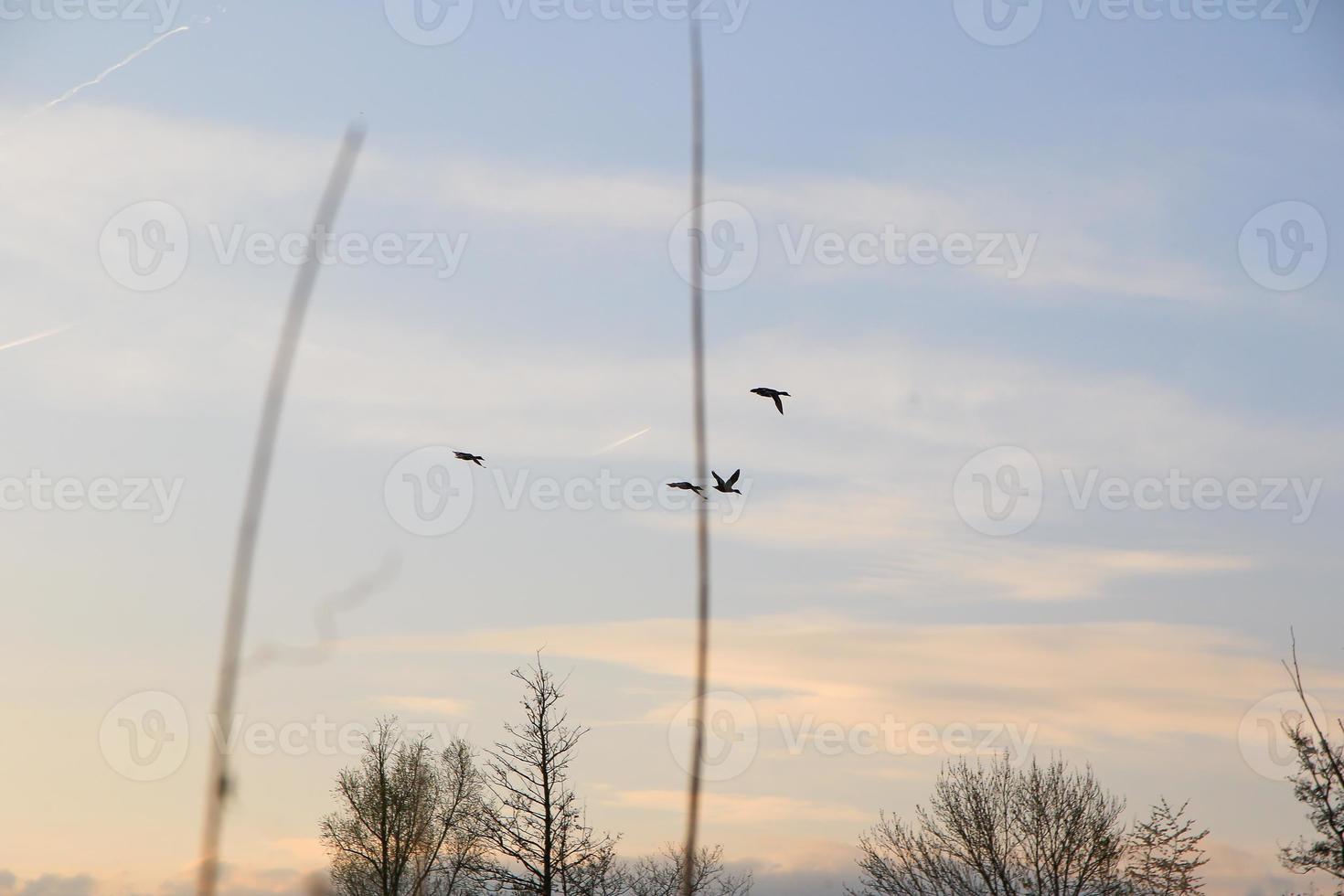 flying ducks against an evening landscape photo
