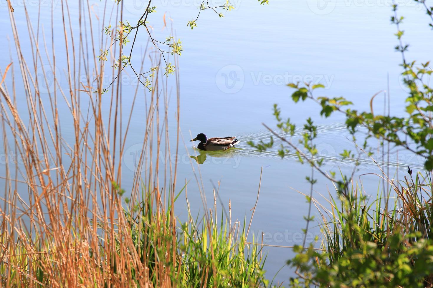 male Mallard duck in the water near Danube river photo