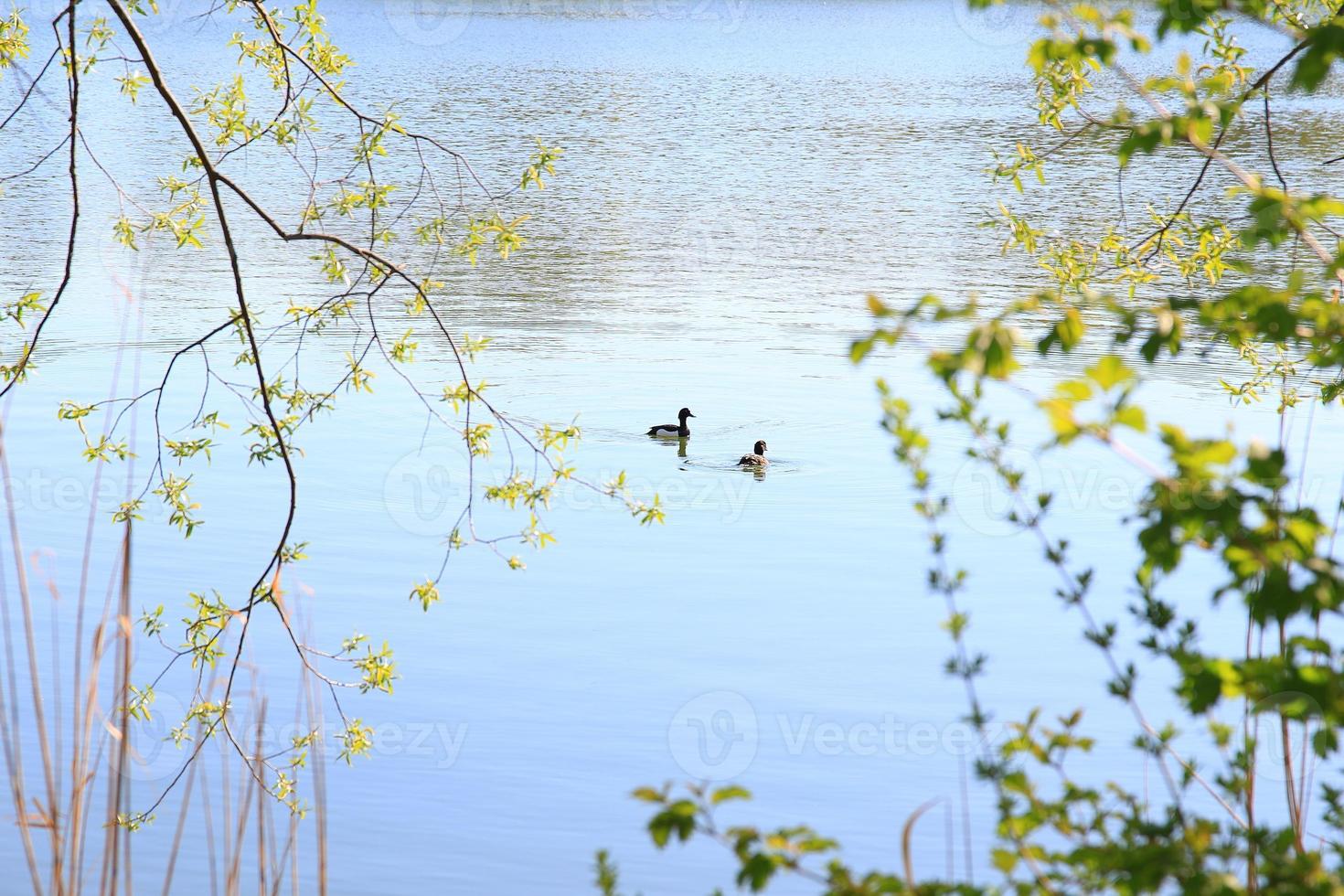 Tuffed ducks floating on a lake near Danube river photo