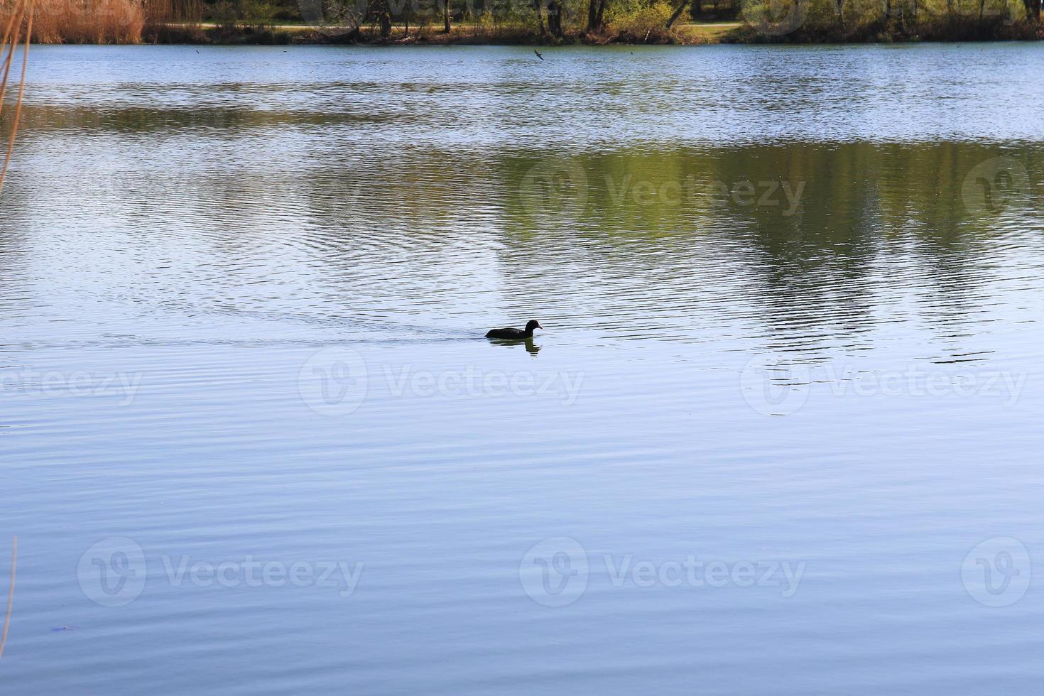 portrait of a coot duck Fulica atra bird swimming on Danube river photo