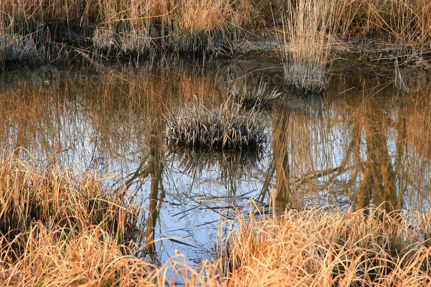 lago de otoño con juncos secos foto