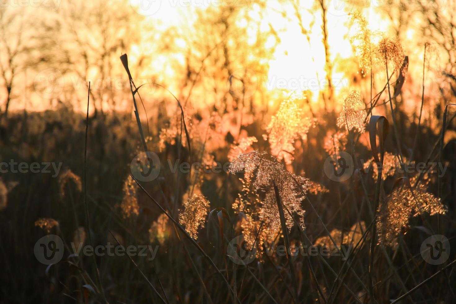 Autumn golden reed grass silhouette against  the sun photo