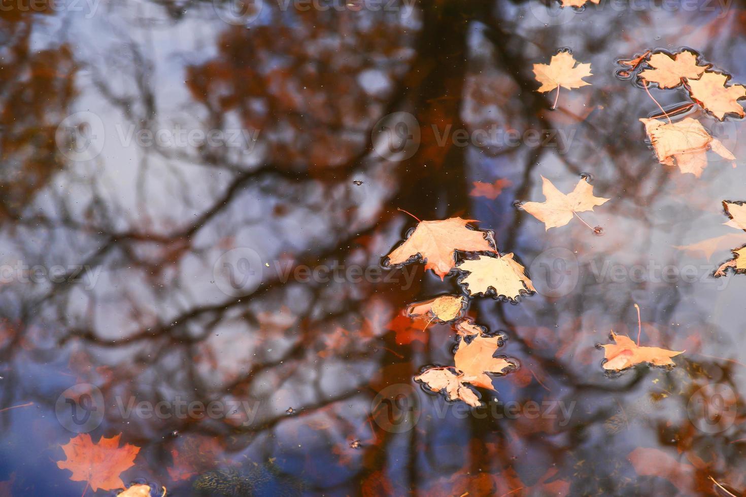 Autumn yellow maple leaves over blue water with reflection of trees in it photo