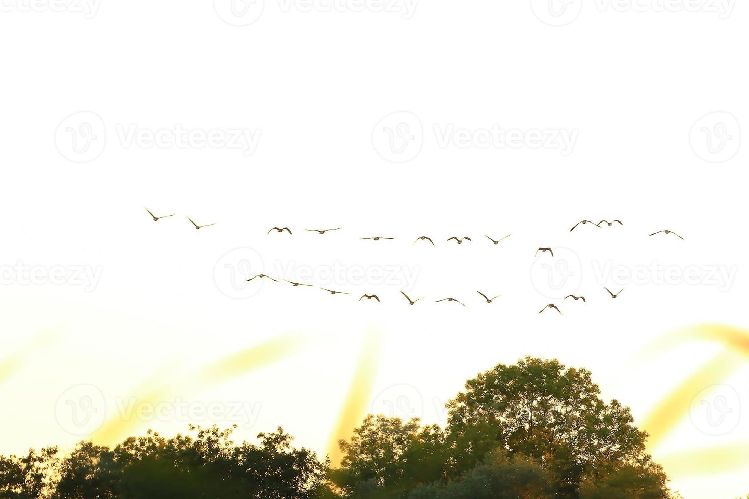 bandada de gansos salvajes silueta en un cielo al atardecer foto