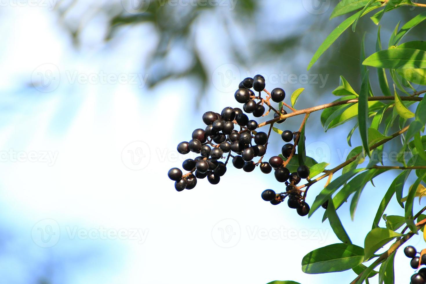 wild berries in the forest near the river photo