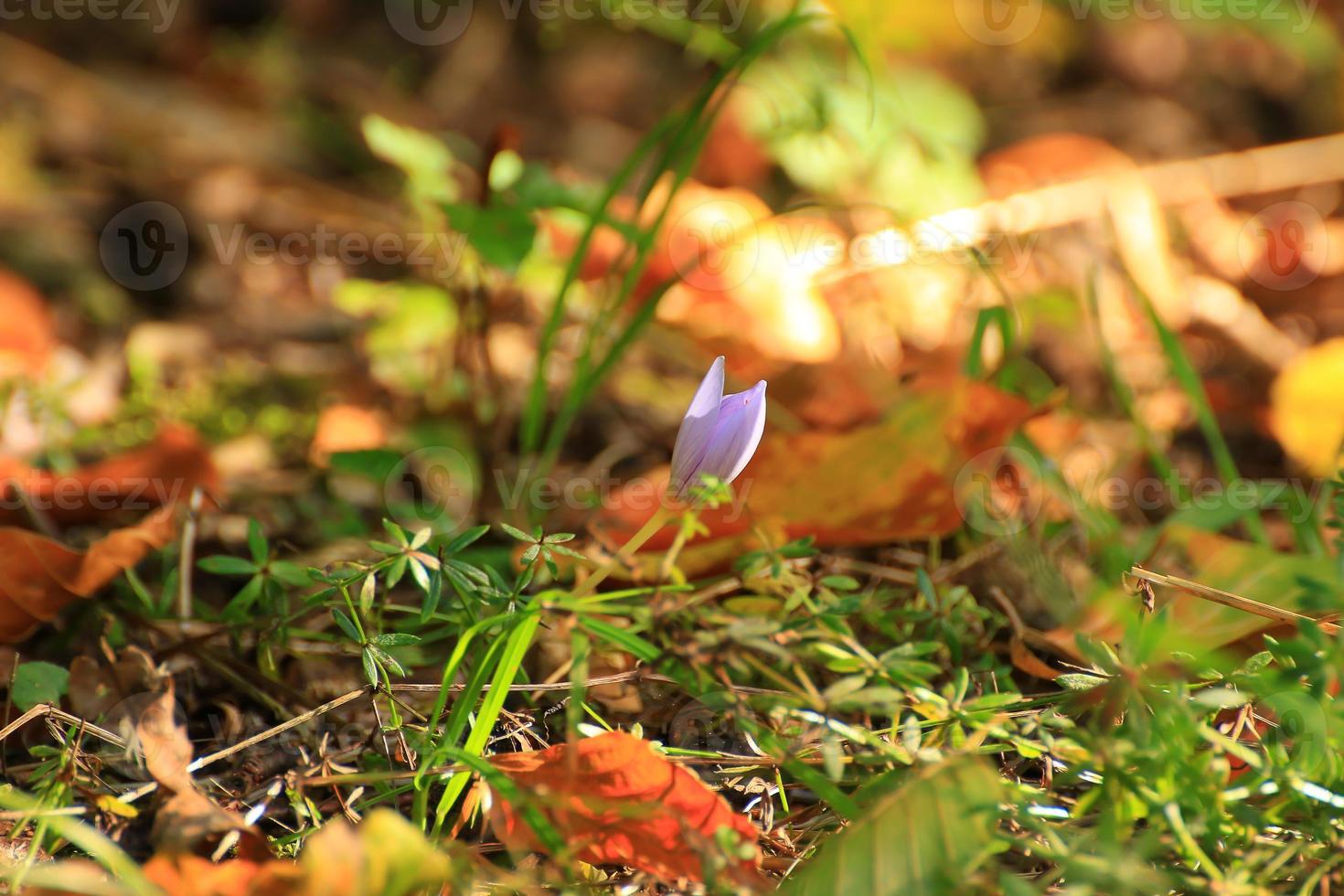 Crocus flower in the park in autumn season photo