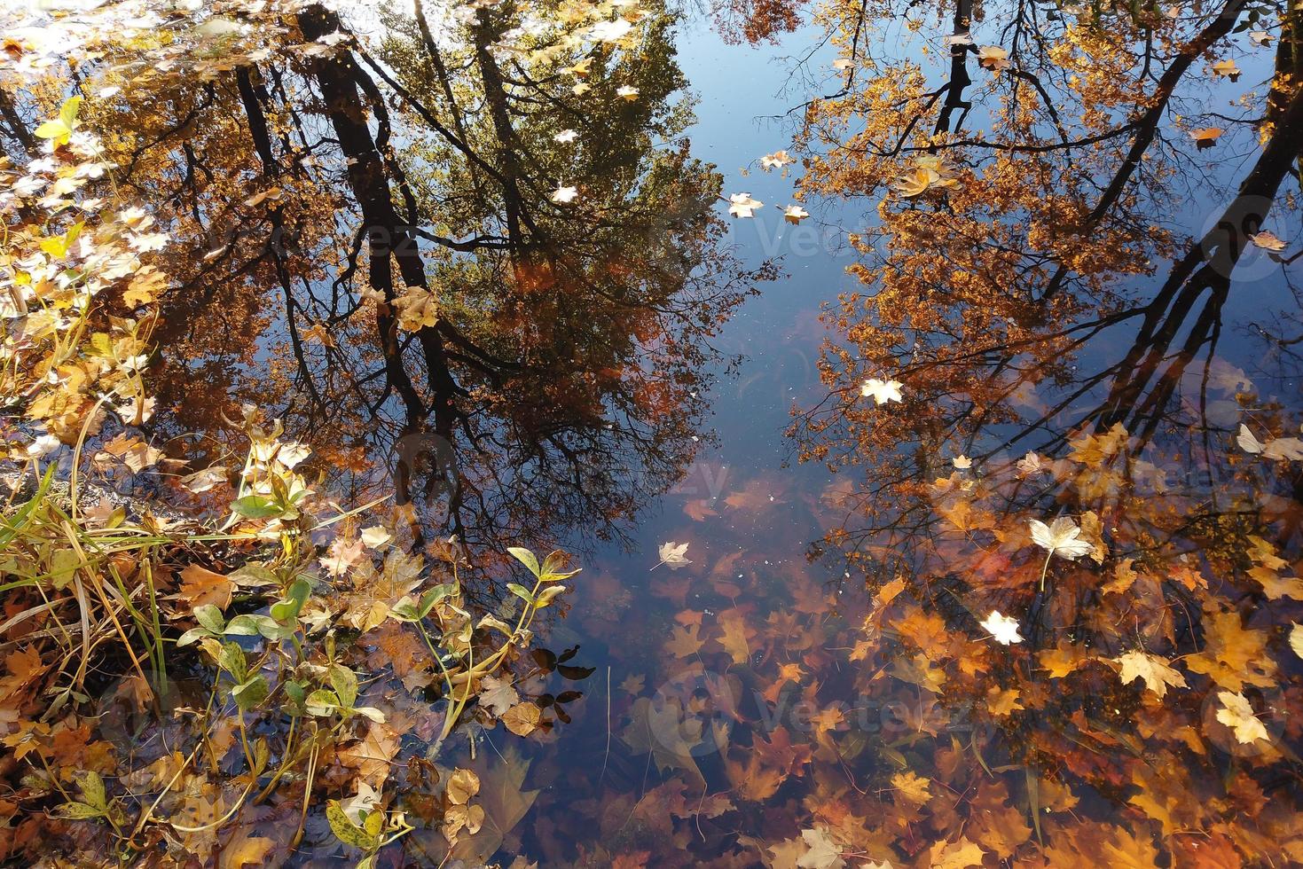 October Atumn Maple Leaf floating on water photo