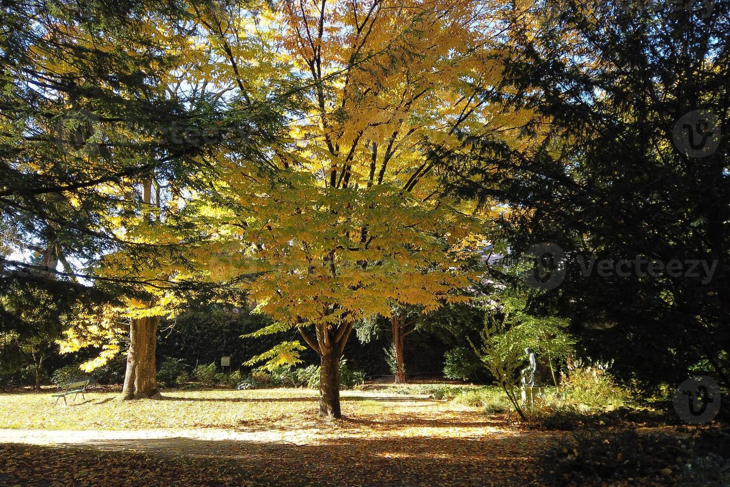 autumn leaves and trees in the park photo