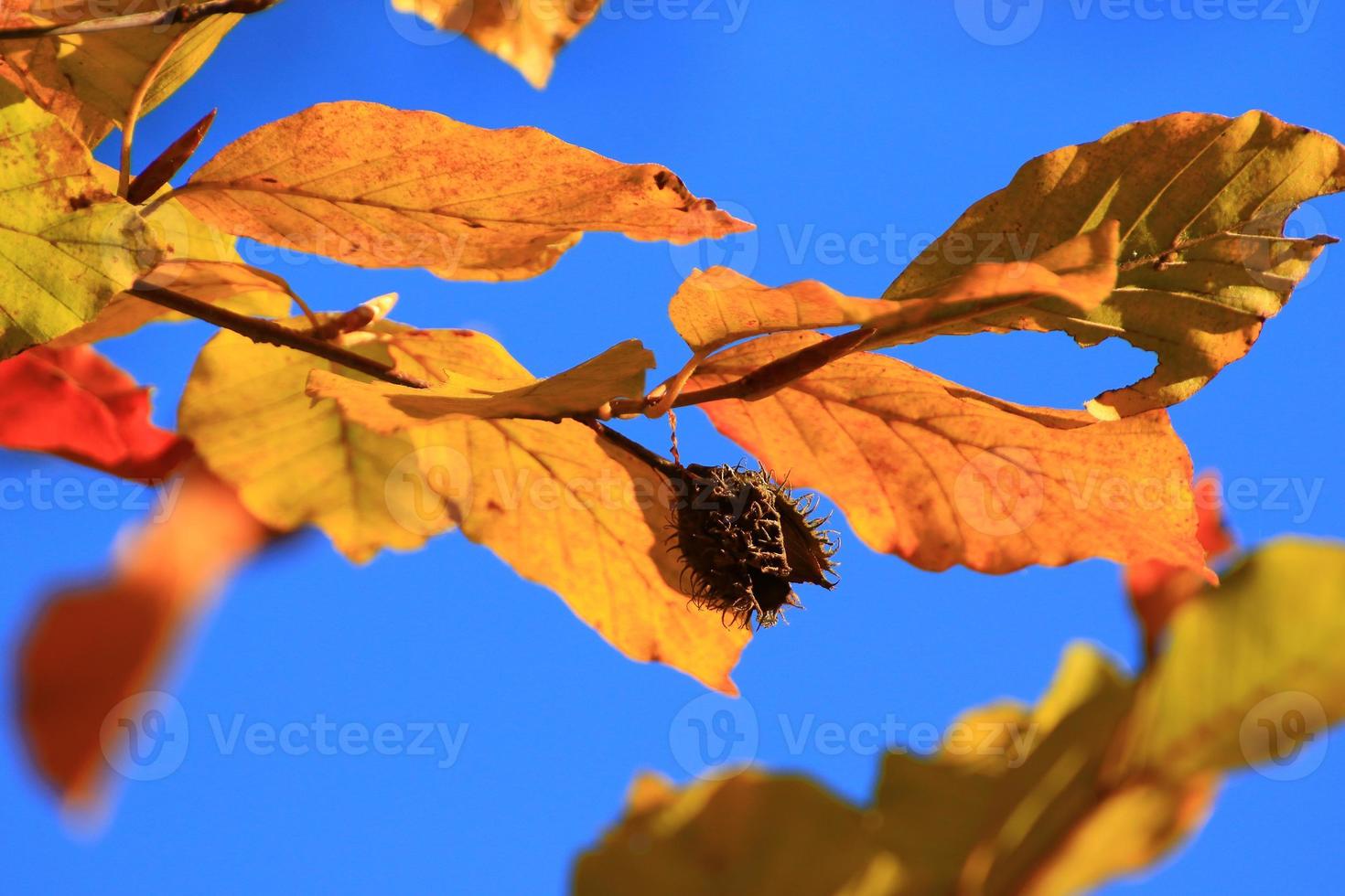 autumn trees and leaves with colorful foliage in the park. photo
