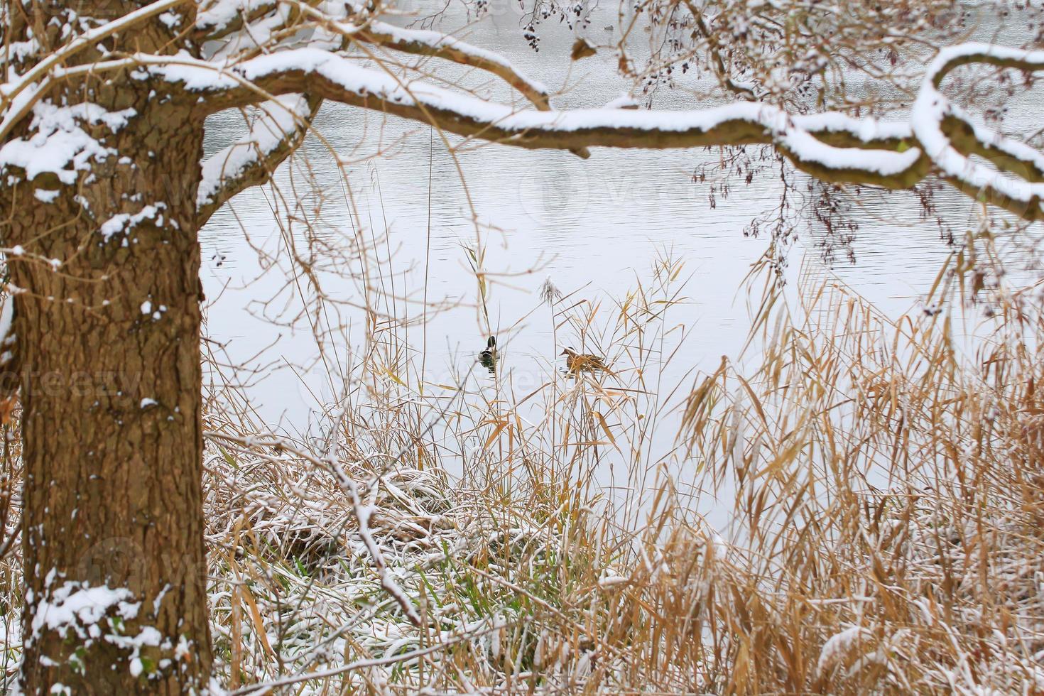 pair of mallards on the water in a swamp in winter time photo