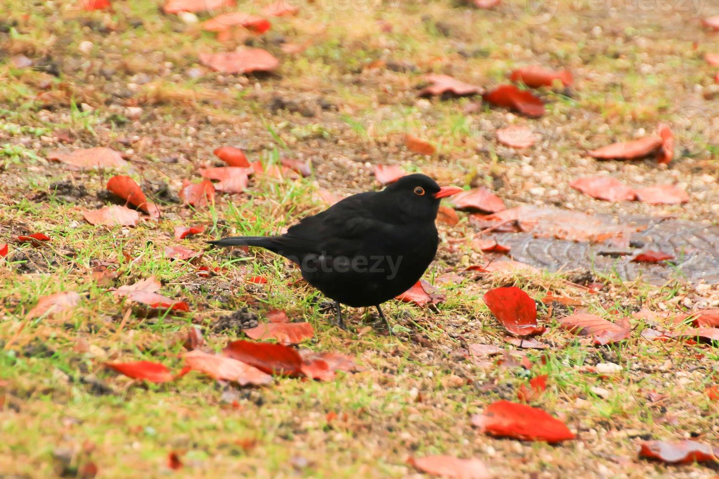 un mirlo macho turdus merula buscando comida en el suelo foto