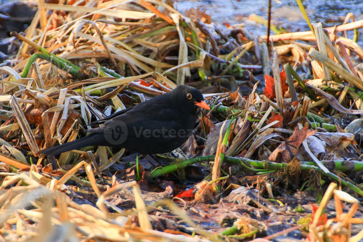A male blackbird Turdus merula looking for food on the ground photo