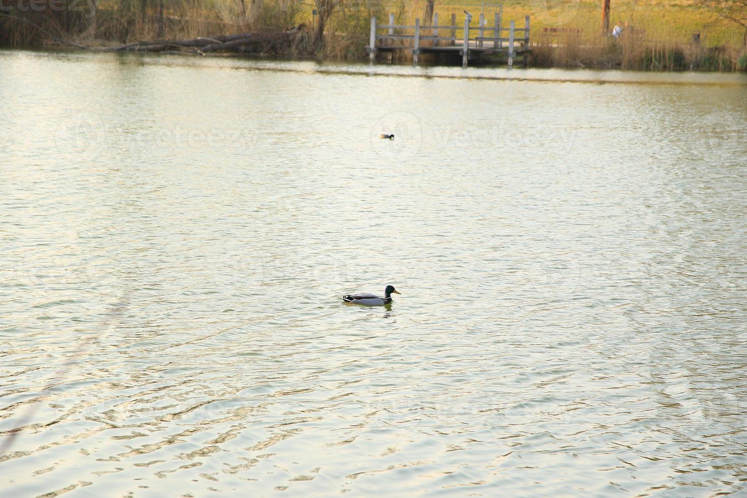 male Mallard duck in the water near Danube river photo