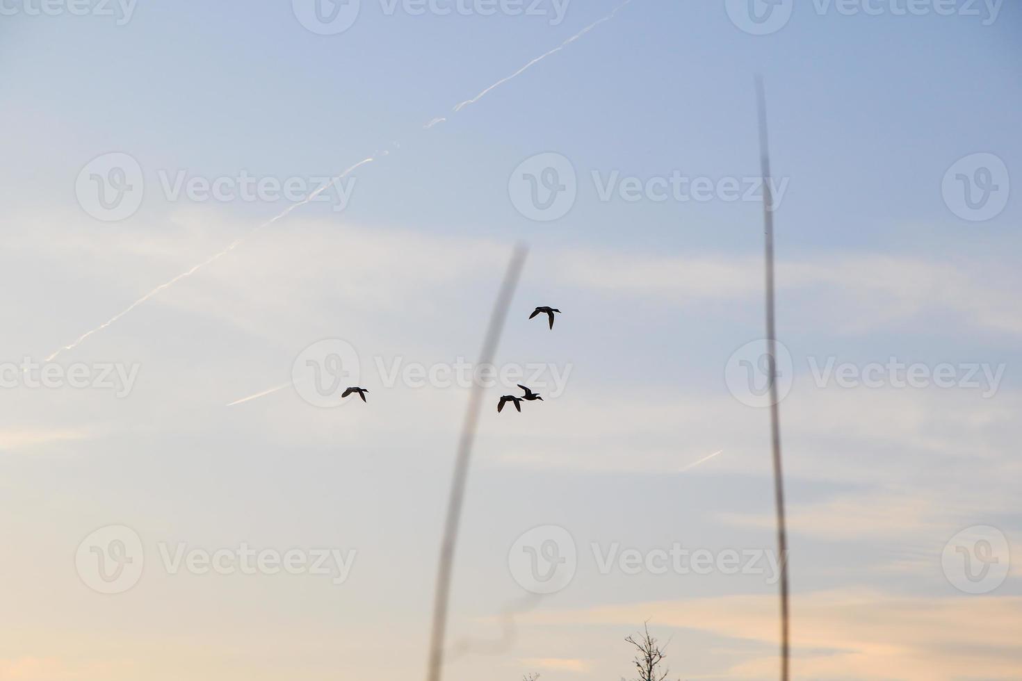 flying ducks against an evening landscape photo