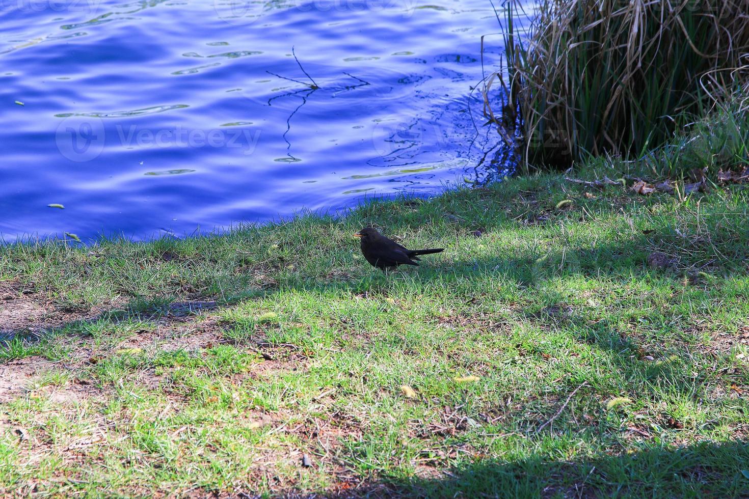 A female blackbird looking for food on the ground photo