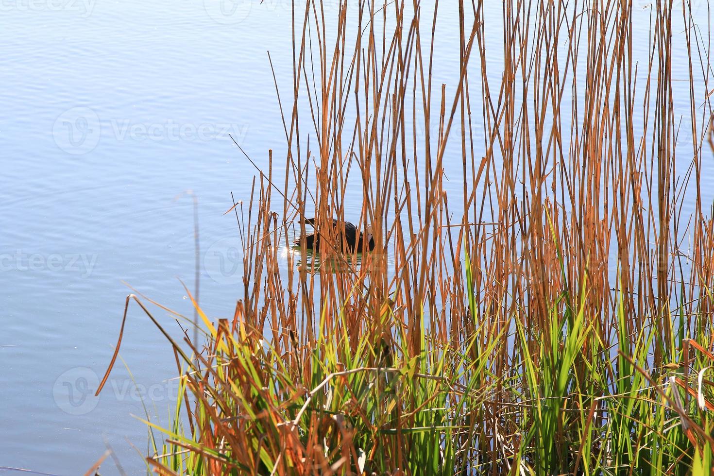portrait of a coot duck bird swimming on Danube river photo