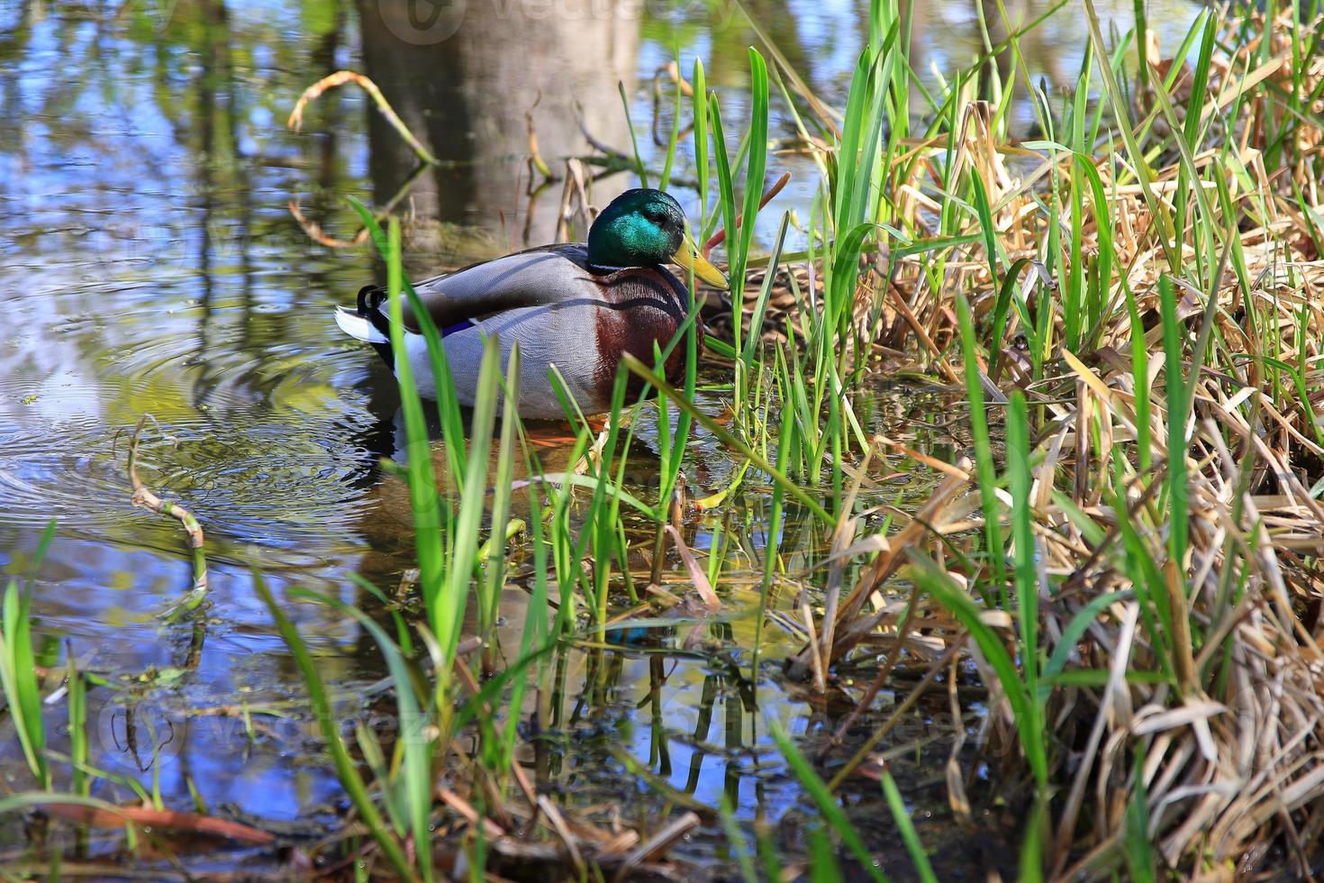 male Mallard duck in the water near Danube river photo