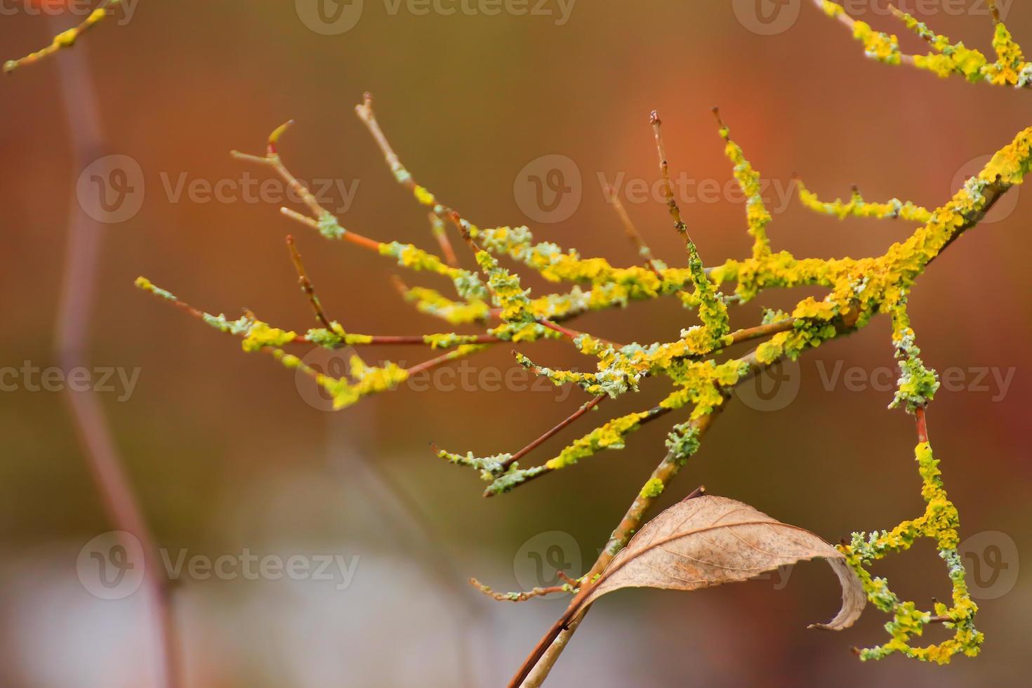 yellow moss on the branches photo