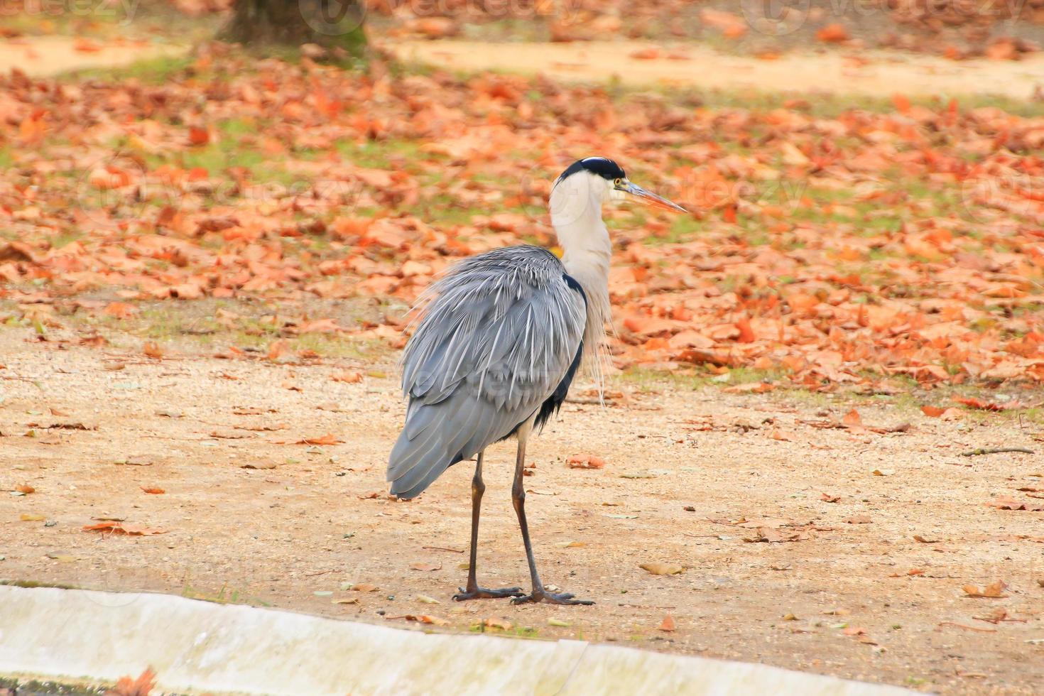 gray heron near a pond in Autumn season photo