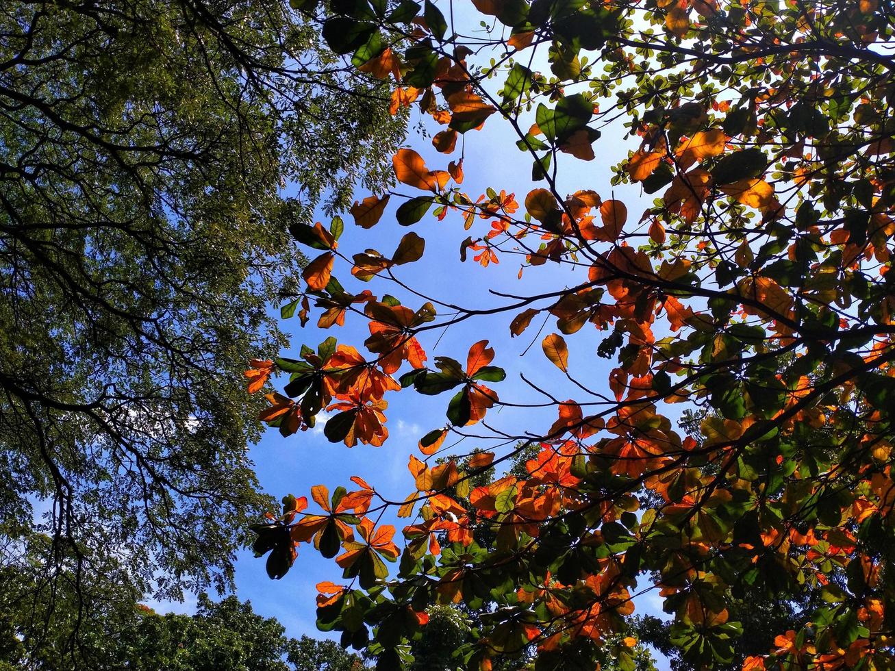 paisaje abstracto de fondo otoñal. árbol de color amarillo verde, follaje en el bosque de otoño. escena de belleza natural temporada de octubre. calma de día soleado. foto