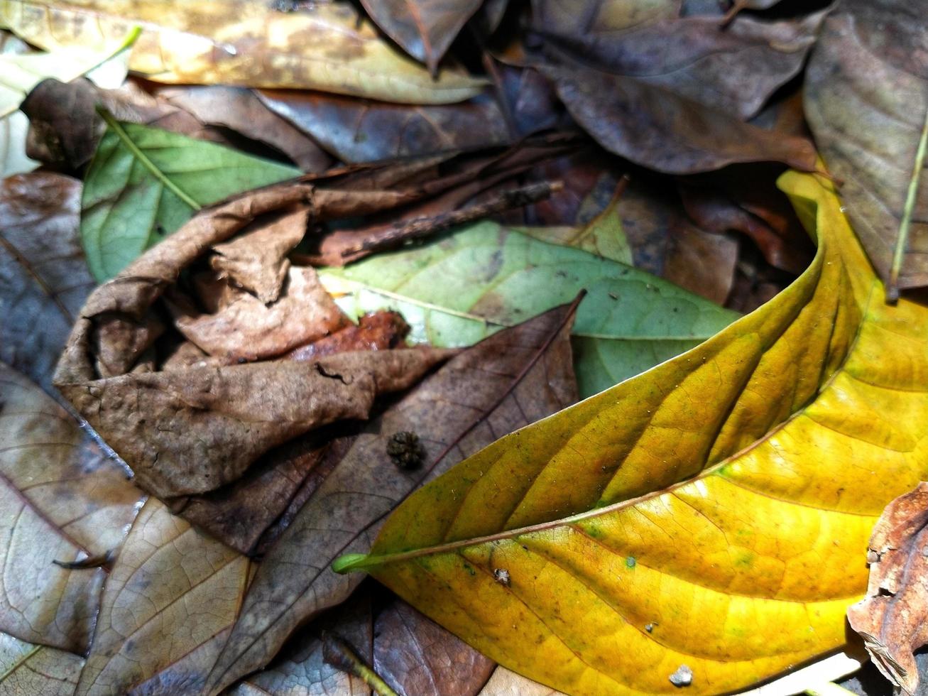fondo abstracto de hojas de otoño. fondo de otoño. hojas secas naturales foto