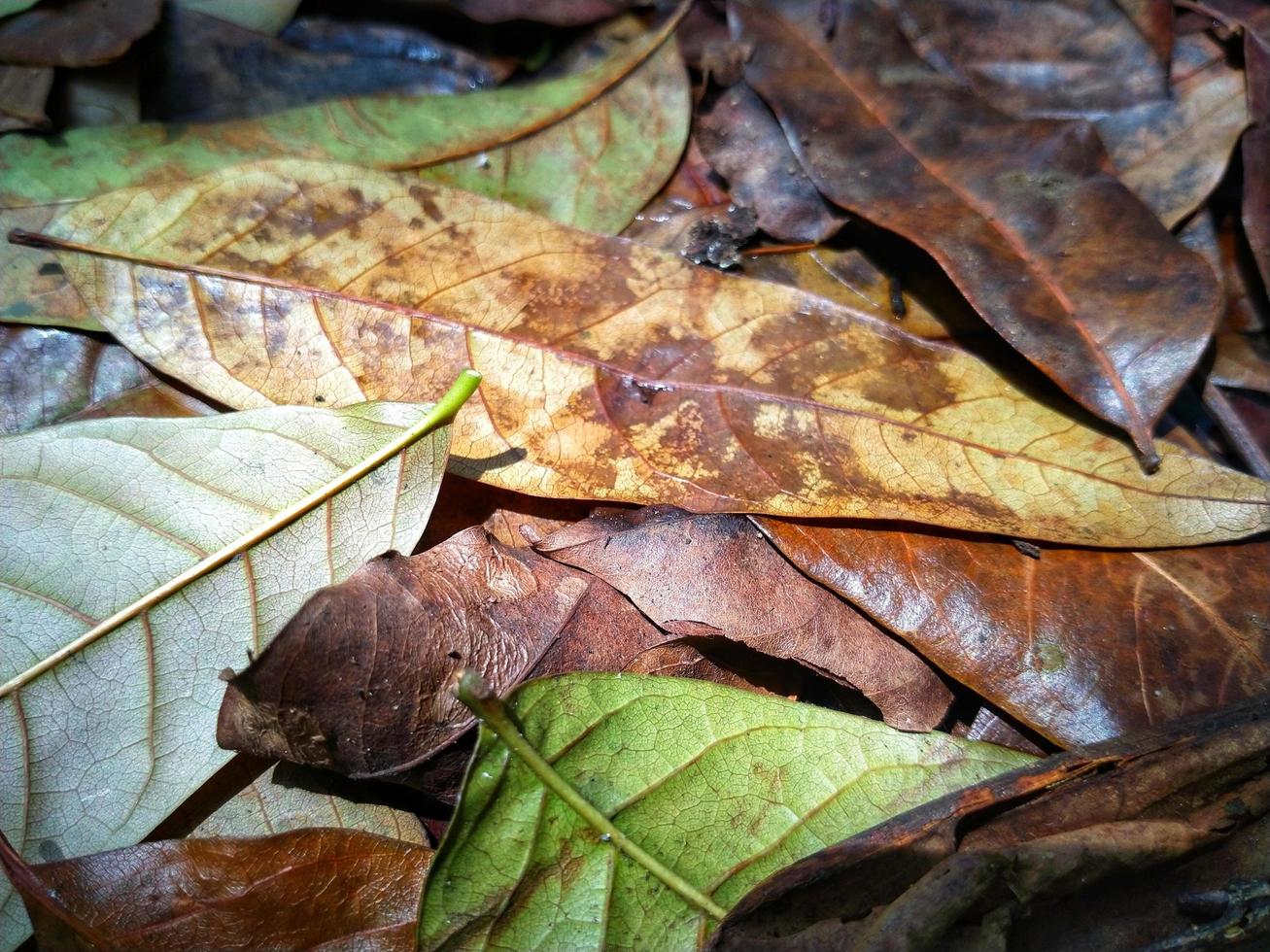 fondo abstracto de hojas de otoño. fondo de otoño. hojas secas naturales foto