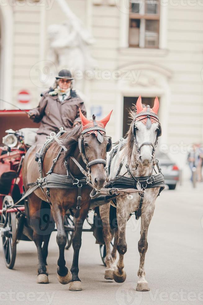 Traditional horse coach Fiaker in Vienna Austria photo