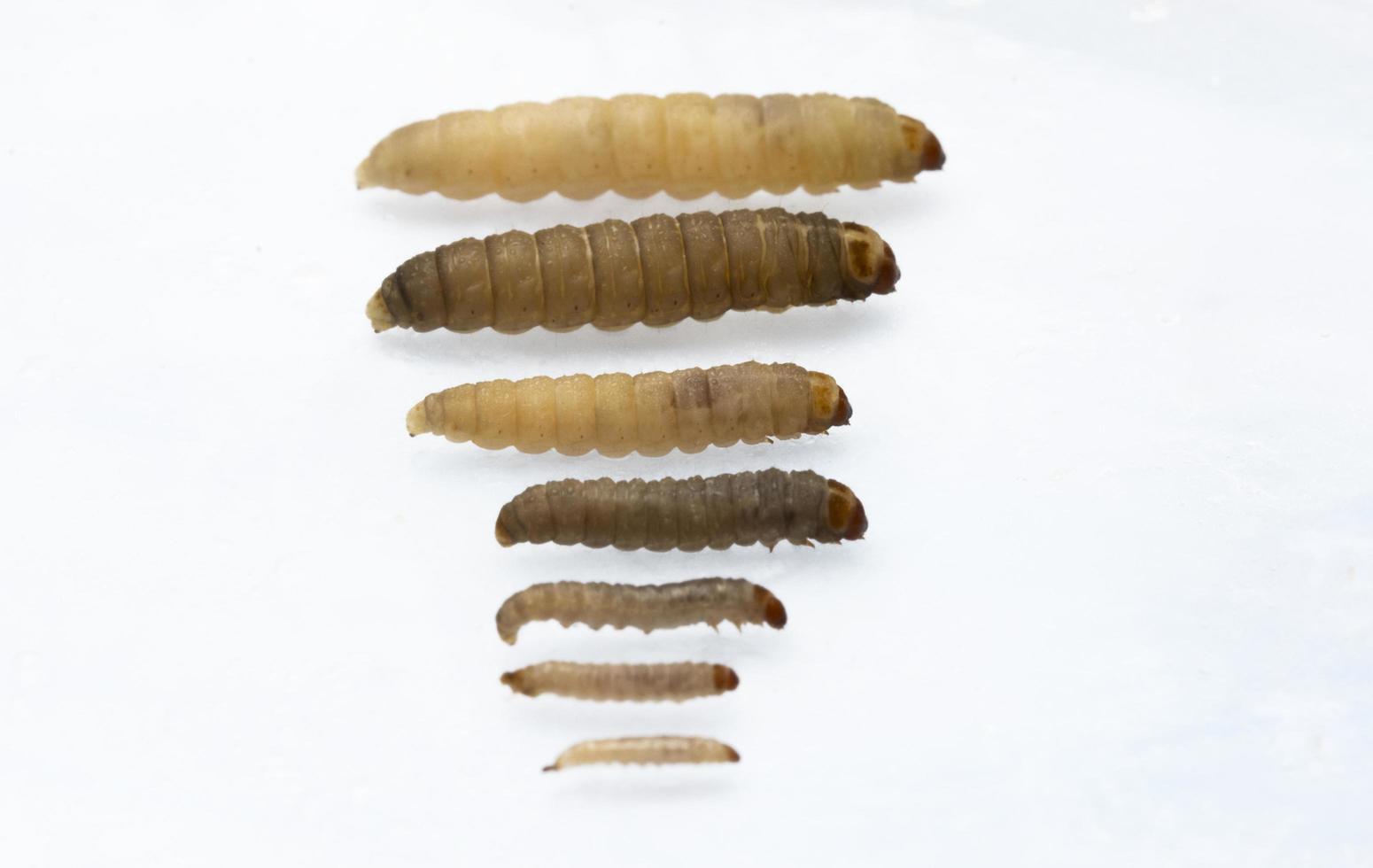The greater wax moth Galleria mellonella photo