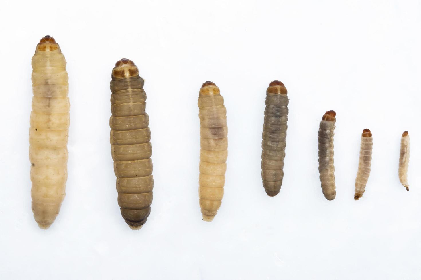 The greater wax moth Galleria mellonella photo