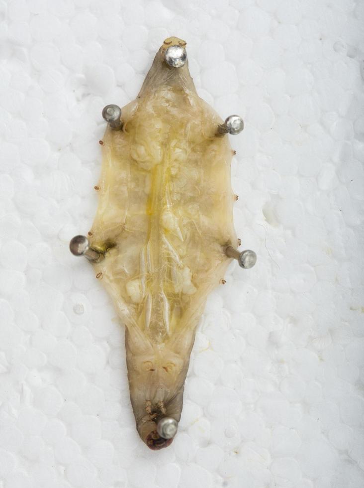 The greater wax moth Galleria mellonella photo
