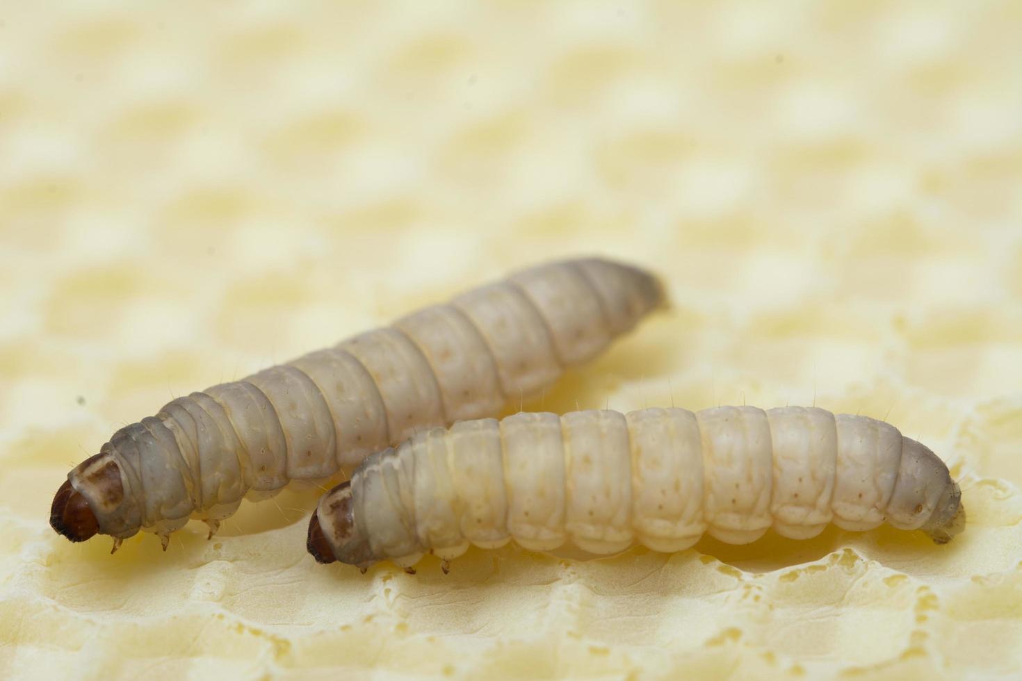 The greater wax moth Galleria mellonella photo