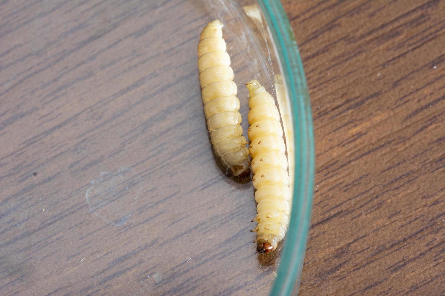 The greater wax moth Galleria mellonella photo